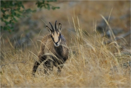 <p>KAMZÍK HORSKÝ (Rupicapra rupicapra) Lužické hory, Studenec ---- /Chamois - Gämse/</p>